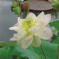 Nelumbo 'Mrs. Perry D. Slocum'