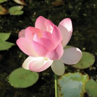 Nelumbo 'Hindu'