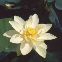 Nelumbo 'Perry's Giant Sunburst'