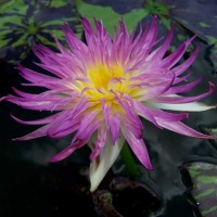 Nymphaea 'Pink Flamingo'