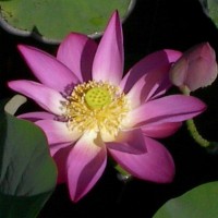 Nelumbo 'First Lady'