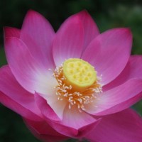 Nelumbo 'The President'