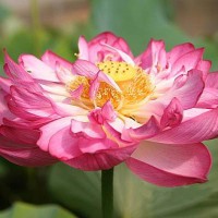 Nelumbo 'Night and Day'