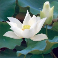 Nelumbo 'Baby Doll'