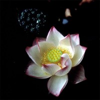 Nelumbo 'Chawan Basu'