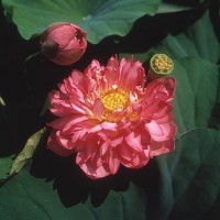 Nelumbo 'Momo Botan'