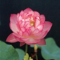 Nelumbo 'Peach with Raindrops'