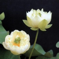 Nelumbo 'Spring Bird'
