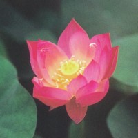 Nelumbo 'Red Scarf'