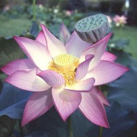Nelumbo 'Lavender Lady'