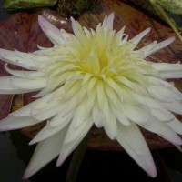 Nymphaea 'Rachel Presnell'