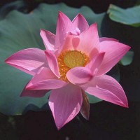 Nelumbo 'Maggie Bell Slocum'