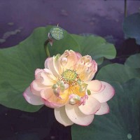 Nelumbo 'Perry's Super Star'