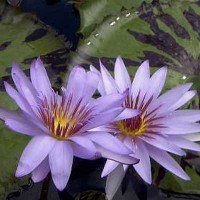 Nymphaea 'Tanglewood Blue'