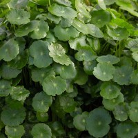 Pennywort Small