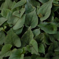 Houttuynia cordata
