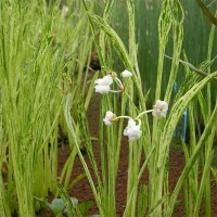 Sagittaria, 'Crushed Ice'