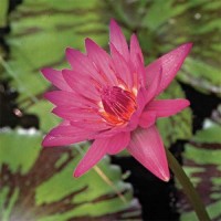 Nymphaea 'Evelyn Randig'