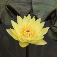 Nymphaea 'Trail Blazer'