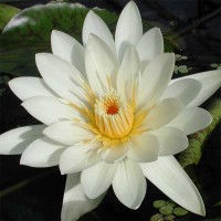 Nymphaea 'White Delight'