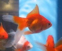 Red Fantail