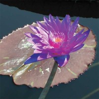 Nymphaea 'William McLane'