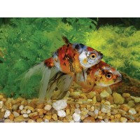 Calico Fantail