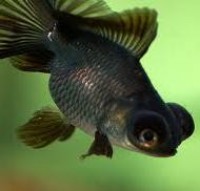 black bubble eye fish