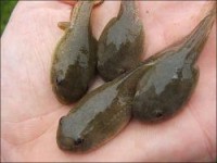 Tadpoles
