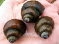Japanese Trapdoor Snails