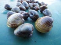 Clams - Fresh Water
