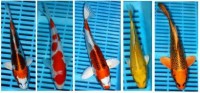 Koi Premium