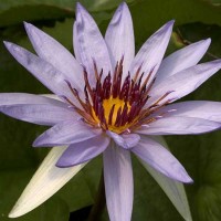 Nymphaea 'Woods Blue Goddess'