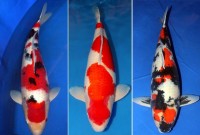 SAKAI Imported Japanese Koi