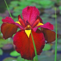 Ann Chowning Iris