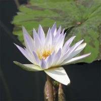 Nymphaea 'Charles Thomas'