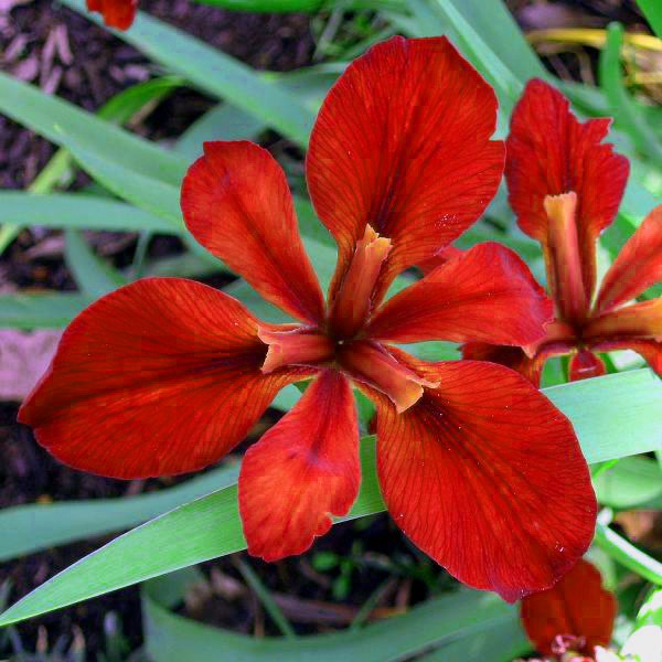 Iris Hardy Bog Plants