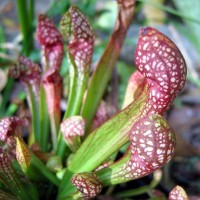 Pitcher Plants