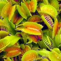 Venus Fly Traps