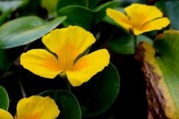 The Lily-Like Aquatics
