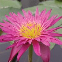Nymphaea 'Charlie's Pride'