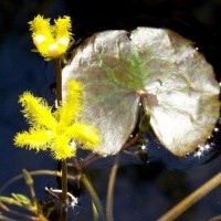 Variegated Yellow Snowflake