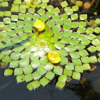 Mosaic Plant