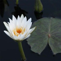 Nymphaea 'Crystal'