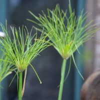 Mexican Papyrus