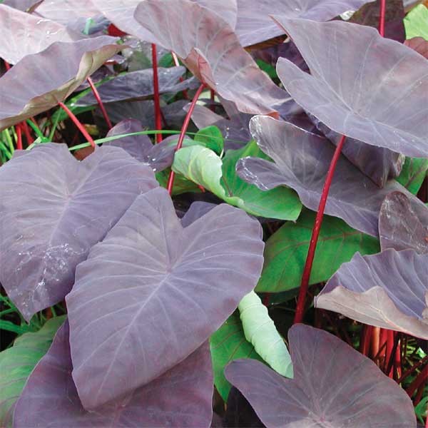 Taro Tropical Bog Plants