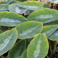 Silver Leaf Taro