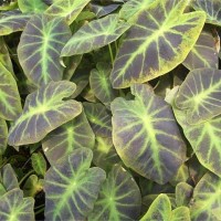 Imperial Taro