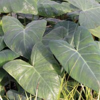 Dwarf Green Taro