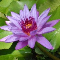 Nymphaea 'Director Moore'